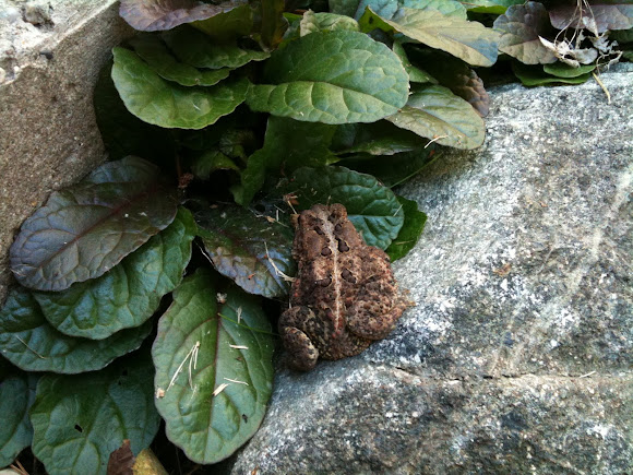 Spotting Image 1