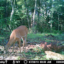 white tail buck