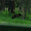 Grizzly bear