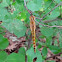 Wandering Glider