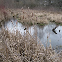 Cattails/Bulrush