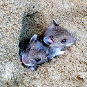 Deer Mouse
