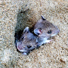 Deer Mouse