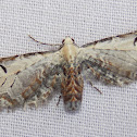 Tawny Eupithecia