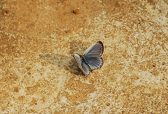Spotting Image 1