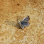Holly Blue