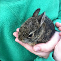 Eastern Cottontail