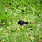 Variable Seedeater