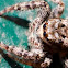 Marpissa muscosa (Rindenspringspinne)