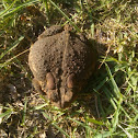 Woodhouse's toad