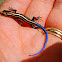 Five-lined Skink