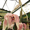 Stanhopea orchid