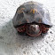 Eastern Box Turtle