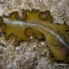 Polyclad Flatworm
