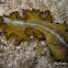 Polyclad Flatworm