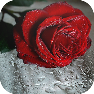 Rose Live Wallpaper.apk 1.1
