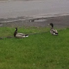 Mallard duck