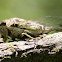 Dogday Cicada