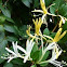 Honeysuckle