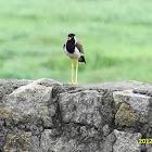 Red-wattled Lapwing