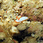 Goniobranchus verrieri