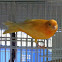 Domestic Canary