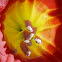 Angel's trumpet