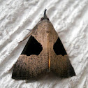 Noctuid moth