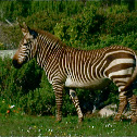Cape mountain zebra
