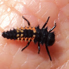 Lady bug larva