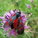 5-Spot Burnet