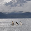 Orca Whales