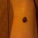 Ladybeetle