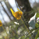 Trout Lily