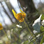 Trout Lily