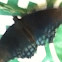 Red spotted purple