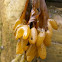 An Chasfheamainn