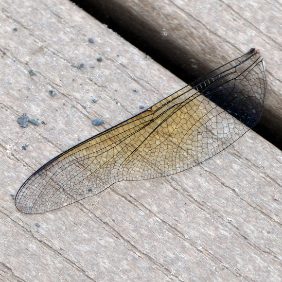 Spotting Image 1