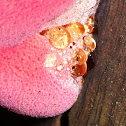 Strawberry bracket