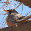 American Robin