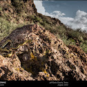Trans-Pecos Ratsnake