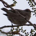 Blackcap; Curruca Capirotara