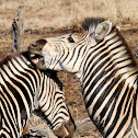 Plains zebra