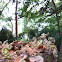 Resurrection Fern