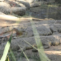 estuarine crocodiles