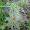 Starry Clover