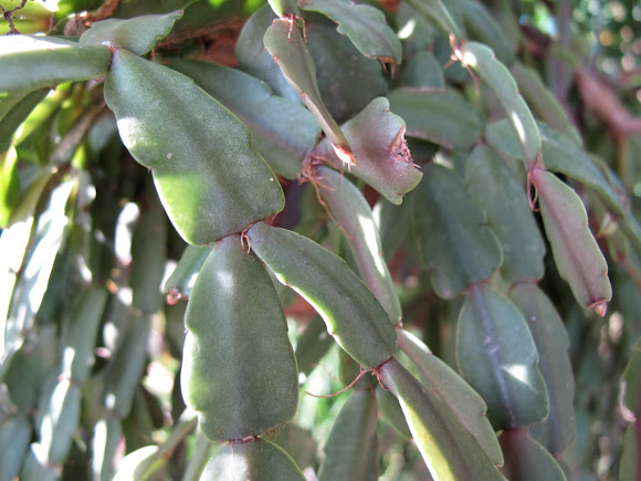 Spotting Image 1