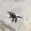 Common Whitetail