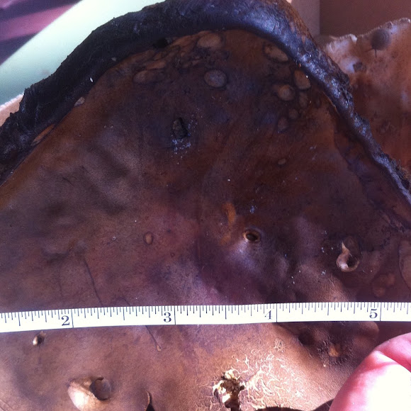 Spotting Image 1