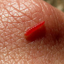 Tiny caterpillar
